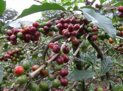 巴西咖啡树