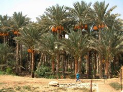 埃及枣椰树