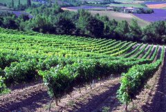 法国葡萄种植园