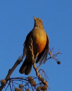 阿根廷国鸟-棕灶鸟