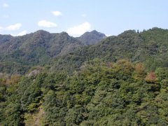 日本森林景观