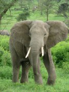 现存最大的陆地动物-非洲象
